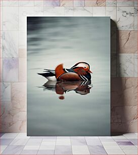 Πίνακας, Mandarin Duck on Water Mandarin Duck on Water