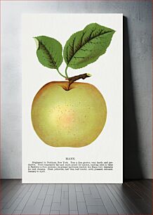 Πίνακας, Mann apple lithograph