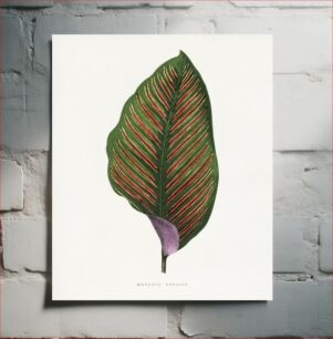 Πίνακας, Maranta Begalis leaf illustration