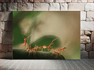 Πίνακας, March of the Ants Μάρτιος των Μυρμηγκιών