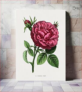 Πίνακας, Marechal Forey rose, vintage flower illustration by François-Frédéric Grobon