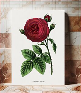 Πίνακας, Marechal Vaillant rose, vintage flower illustration by François-Frédéric Grobon