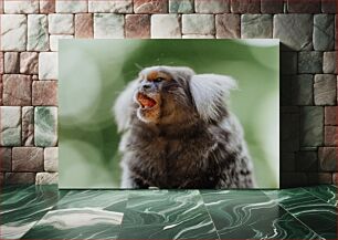 Πίνακας, Marmoset Monkey Close-Up Κοντινό πλάνο Marmoset Monkey