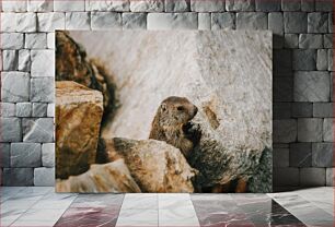 Πίνακας, Marmot Among Rocks Μαρμότα Ανάμεσα σε Βράχους