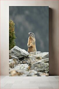 Πίνακας, Marmot in the Mountains Μαρμότα στα βουνά