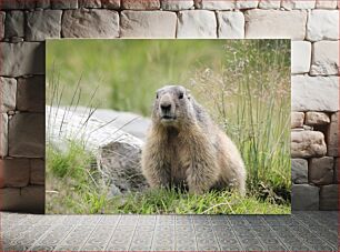 Πίνακας, Marmot in the Wild Marmot in the Wild