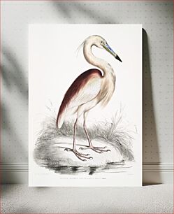 Πίνακας, Marone Backed Heron (Ardea Grayii) from Illustrations of Indian zoology (1830-1834) by John Edward Gray (1800-1875). Origin