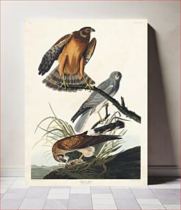 Πίνακας, Marsh Hawk from Birds of America (1827) by John James Audubon, etched by William Home Lizars