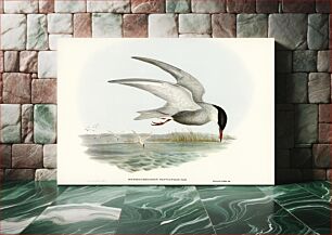 Πίνακας, Marsh Tern (Hydrochelidon fluviatilis) illustrated by Elizabeth Gould (1804–1841) for John Gould’s (18