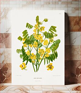 Πίνακας, Maryland wild senna (Cassia Marylandica) chromolithograph plates by Abraham Jacobus Wendel