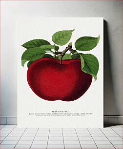 Πίνακας, McIntosh Red apple lithograph