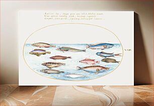 Πίνακας, Mediterranean Rainbow Wrasse, Swallowtail Sea Perch and Other Fish (1575–1580) by Joris Hoefnagel