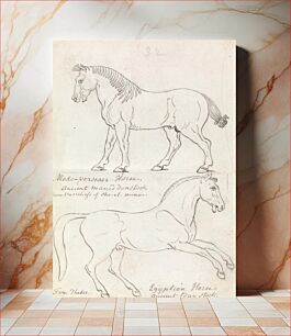 Πίνακας, Medo-Persian Horse and Egyptian Horse by Charles Hamilton Smith