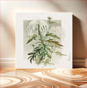 Πίνακας, Medusa Chrysanthemum