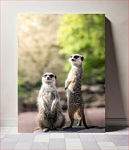 Πίνακας, Meerkat Duo in the Wild Meerkat Duo in the Wild