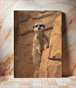 Πίνακας, Meerkat in Rocky Habitat Meerkat στο Rocky Habitat