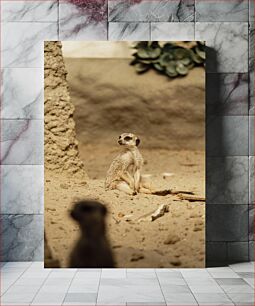 Πίνακας, Meerkat in the Desert Meerkat στην έρημο