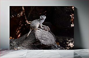 Πίνακας, Meerkat on a Log Meerkat σε ένα κούτσουρο