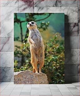Πίνακας, Meerkat on the Lookout Meerkat on the Lookout