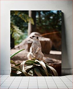 Πίνακας, Meerkat Standing on a Plant Meerkat που στέκεται σε ένα φυτό