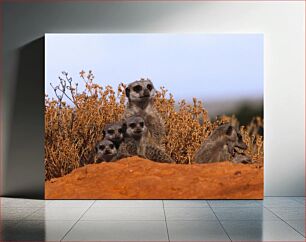 Πίνακας, Meerkats in the Wild Meerkats in the Wild