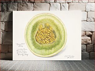 Πίνακας, Melon (Cucumis Melo)(1916) by Amanda Almira Newton