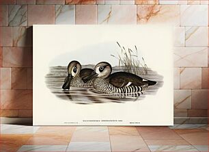 Πίνακας, Membranaceous Duck (Malacorhynchus membranaceus) illustrated by Elizabeth Gould (1804–1841) for John Gould&r