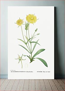 Πίνακας, Mesembryanthemum Helianthoides (Spatula–leaved Fig Marigold) from Histoire des Plantes Grasses (1799) by Pierre-Joseph Redouté&lt;