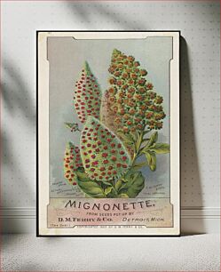 Πίνακας, Mignonette, from seeds put up by D. M. Ferry & Co., Detroit, Mich
