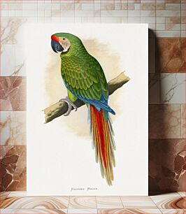 Πίνακας, Military Macaw (Ara militaris) colored wood-engraved plate by Alexander Francis Lydon