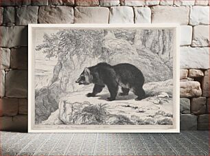 Πίνακας, Mississippi Bear