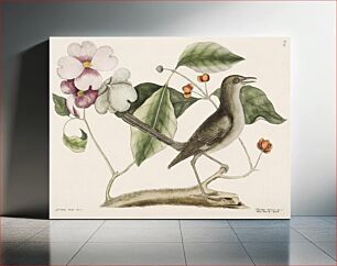 Πίνακας, Mock Bird (Turdus minor) from The Natural History of Carolina, Florida, and the Bahama Islands (1754) by Mark Catesby (1683-1749)