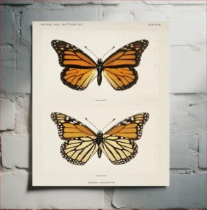 Πίνακας, Monarch Butterfly (Danais Archippus)
