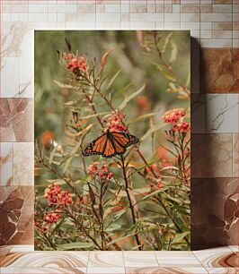 Πίνακας, Monarch Butterfly on Flowers Monarch Butterfly on Flowers