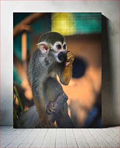 Πίνακας, Monkey Contemplation Συλλογισμός μαϊμού