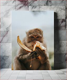 Πίνακας, Monkey Eating a Banana Μαϊμού που τρώει μια μπανάνα