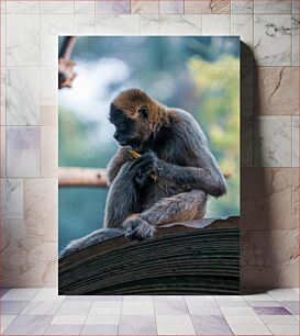 Πίνακας, Monkey Eating in the Wild Μαϊμού που τρώει στην άγρια ​​φύση