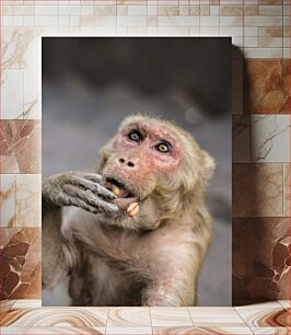 Πίνακας, Monkey Eating Τρώει μαϊμού
