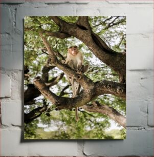 Πίνακας, Monkey in a Tree Πίθηκος σε ένα δέντρο