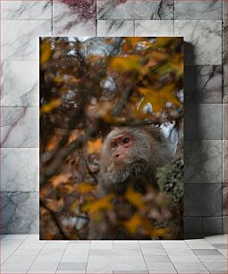 Πίνακας, Monkey in Autumn Foliage Πίθηκος στο φύλλωμα του φθινοπώρου