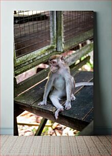 Πίνακας, Monkey in Captivity Πίθηκος σε αιχμαλωσία