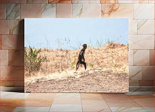 Πίνακας, Monkey in Dry Landscape Μαϊμού σε ξηρό τοπίο