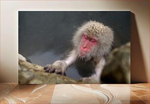 Πίνακας, Monkey in Hot Spring Μαϊμού σε θερμή πηγή