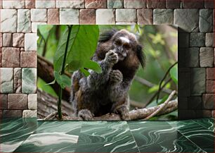 Πίνακας, Monkey in Natural Habitat Μαϊμού σε φυσικό βιότοπο