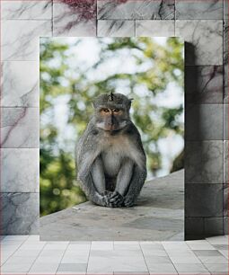 Πίνακας, Monkey in Natural Habitat Μαϊμού σε φυσικό βιότοπο