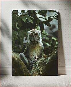 Πίνακας, Monkey in the Forest Μαϊμού στο δάσος