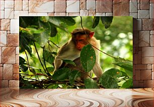 Πίνακας, Monkey in the Trees Μαϊμού στα δέντρα