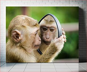 Πίνακας, Monkey Looking in Mirror Μαϊμού που κοιτάζει στον καθρέφτη