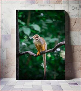 Πίνακας, Monkey on a Branch Μαϊμού σε ένα κλαδί