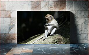 Πίνακας, Monkey on a Rock Μαϊμού σε βράχο